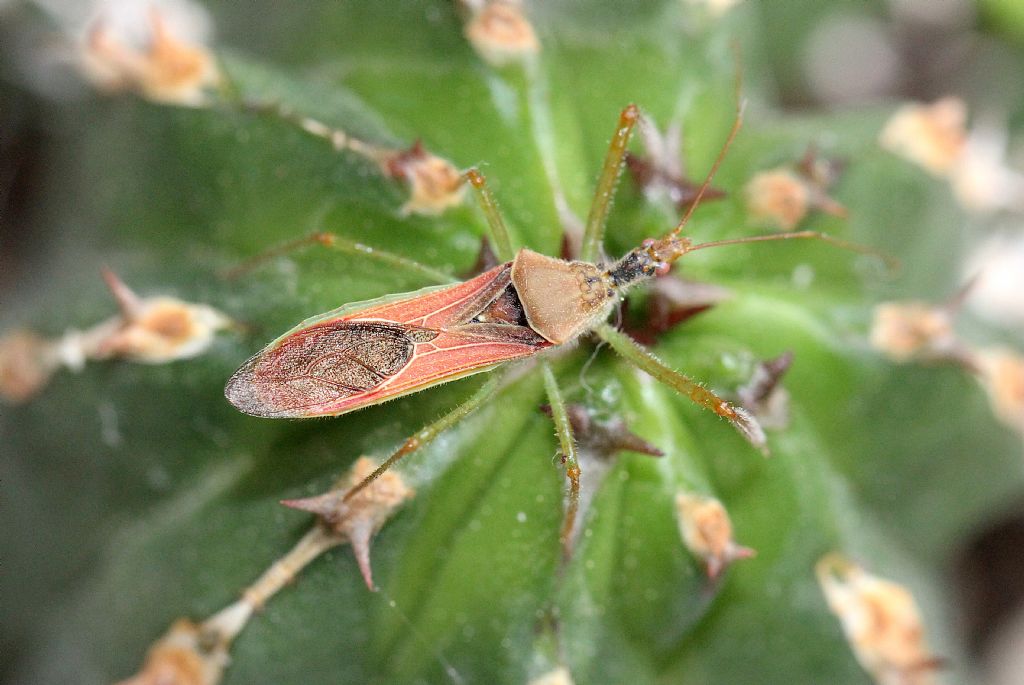 Zelus renardii (Reduviidae)